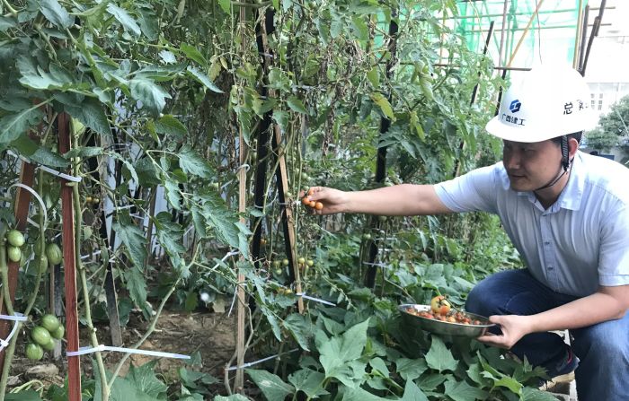 1529988858137056.jpg 7老干局项目工地的小番茄熟了.jpg